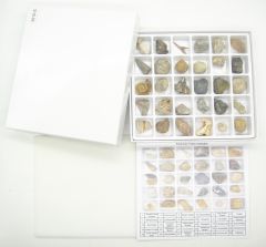 Advanced Fossil Collection