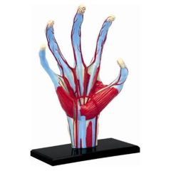 4D Human Hand Anatomy Model