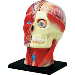 4D Human Head Anatomy Model