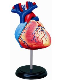 Models, Human Heart