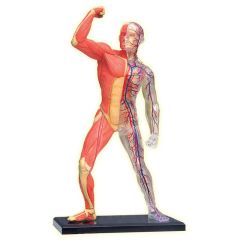 4D Human Muscle & Skeleton Anatomy Model