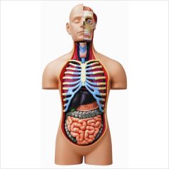 4D Human Deluxe Torso Anatomy Model