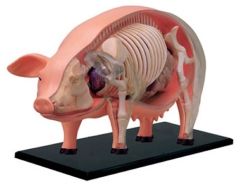 4D Vision Pig Anatomy Model