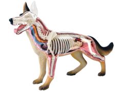 4D Vision Dog Anatomy Model