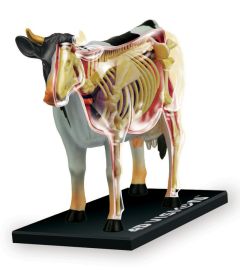 4D Vision Cow Anatomy Model