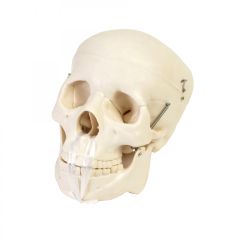 Life Size Human Skull Model