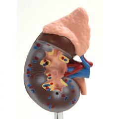 Human Kidney Model