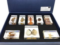 Marine Animal Kingdom - 8 Specimens