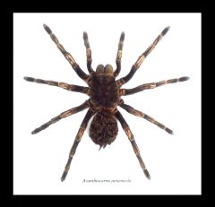 Framed Tarantula - Acanthoscurria Juruenicola