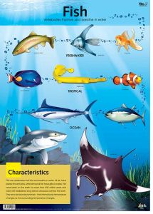 Fish Poster