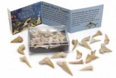 Fossil Shark Teeth