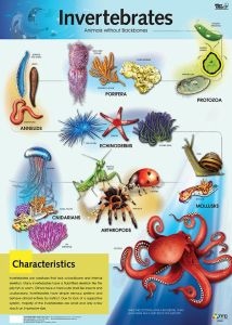 Invertebrates Poster