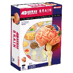 4D Human Brain Anatomy Model