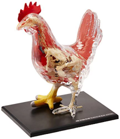 4D Vision Chicken Anatomy Model