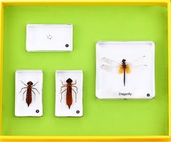 Dragonfly Lifecycle Specimens