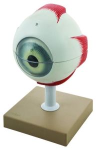 Anatomical models,  Eye, 5x, 6 parts