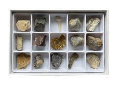 General Fossil Collection