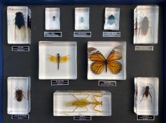 Insect Orders - 10 Specimens