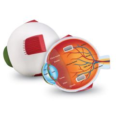 Eye cross section model, foam