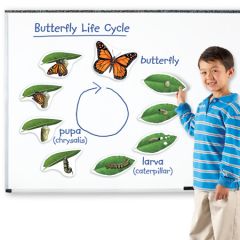 Giant Magnetic Butterfly Life Cycle