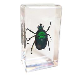 Chafer Beetle Specimen