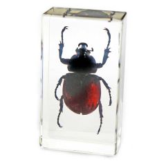 Rhinoceros Beetle Specimen