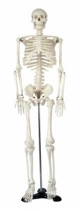 Skeleton model, medium, on stand, 85cm