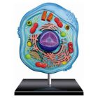 Animal Cell model