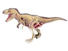 4D Vision T-Rex Anatomy Model