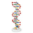 Large DNA Model