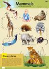 Mammals Poster