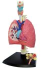 4D Human Respiratory System Model