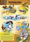 Vertebrates Poster