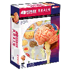 4D Human Brain Anatomy Model